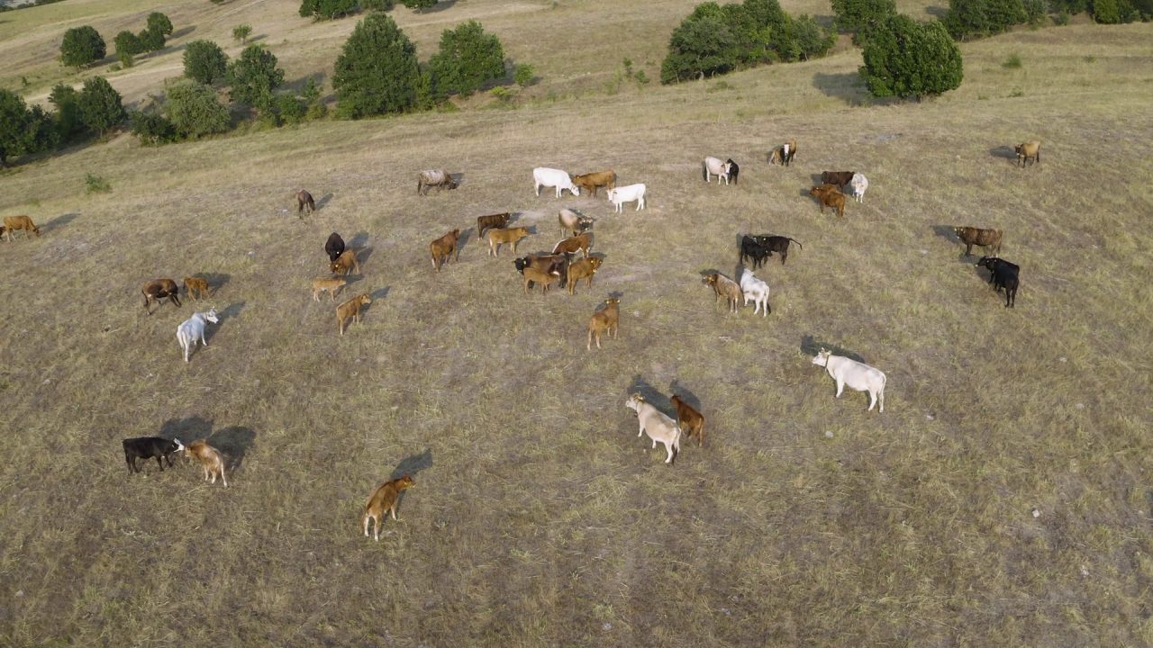 Contagem de Rebanho por Drone — CRD1